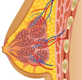 Anatomie der Brust mit den Milchdrüsen und Blutgefäßen