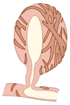 Alveolus mit glatten Muskelzellen an der Oberfläche