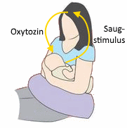 Skizze eines stillenden Mutter-Kind-Paares mit Pfeilen vom Saugen zum Gehirn und vom Gehirn zur Brust
